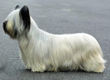 SKYE TERRIER